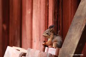 Natürliche mittel gegen kot im garten. Kot Im Garten Welcher Tierkot Sieht Wie Aus Tiere Erkennen