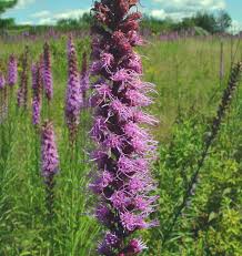 Image result for Pycnostachys schliebenii