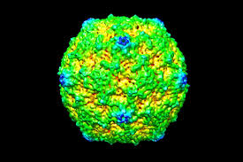 Norovirus, sometimes referred to as the winter vomiting bug, is the most common cause of gastroenteritis. Was Ist Der Norovirus Ursachen Symptome Behandlung Krank De