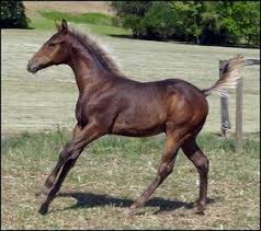 In horses that are heavily affected the mane and tail can be almost completely white or silver. Silver Buckskin Horse Color 17 Best Images About Equine Color Silver Silver Dapple On Pinterest Silver Color Dancers Horses Show Horses Silver Bay