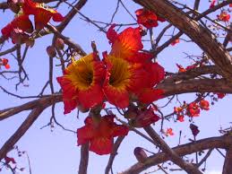 Image result for Fernandoa magnifica