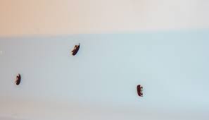 29 small bugs in kitchen sink tiny