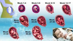 growing a baby weekly pregnancy chart surprising fetus