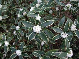We did not find results for: Daphne Odora Varieties And Images Daphne Shrub Plants Daphne Plant