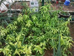 Penawar darah tinggi (daun belalai gajah). Clinacanthus Nutans Wikipedia
