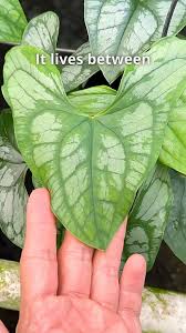 Image result for Stylochaeton