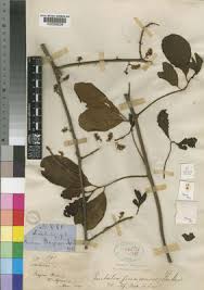 Image result for Embelia schimperi