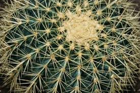 The white stuff on your cactus is most likely a mealybug (cochineal insect) infestation. How To Remove A Cactus Hunker Golden Barrel Cactus Barrel Cactus Small Yellow Flowers