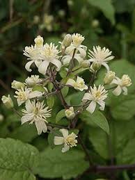 Their garden hybrids have been popular among gardeners, beginning with clematis × jackmanii, a garden standby since 1862; Clematis Wiktionary