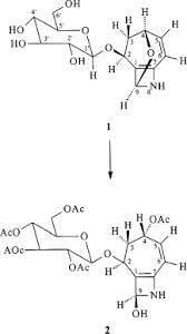 Image result for Cleistanthus schlechteri