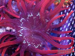 Image result for Anemone transvaalensis