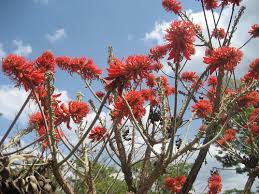 Image result for Faurea rubriflora