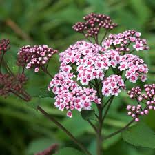 Image result for Spiraea japonica ´Little Princess