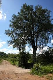 Image result for Diospyros mespiliformis