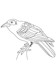 1300x1040 wonderful flying crow coloring page pages crow. Indian Crow Coloring Page Download Free Indian Crow Coloring Coloring Home