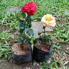 Check spelling or type a new query. Tanaman Hias Bunga Mawar Mawar Berduri Mawar Lazada Indonesia