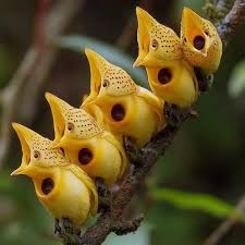 Image result for Crotalaria insignis