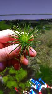 Image result for Eriocaulon matopense