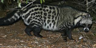 The 34 or so species in this family include civets, palm civets, and malagasy civets. Civet