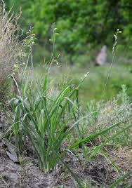 Image result for Albuca nigritana