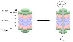 It is commonly associated with regulatory complexes, which. Aaa Atpases Protein Digestion In The Proteasome Left The 30s Proteasome Consists Of A 20s Core And Two 19s Regulatory Caps Right An Ubiquitin Tagged Protein Is Unfolded And De Ubiquitinated In The Cap Then Threaded Through The Core Where It Is