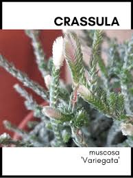 Check spelling or type a new query. Crassula Muscosa Succulent Care Guide Watch Chain Crassula Care