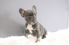 Color affects price, and they come in white, cream, fawn and many more. French Bulldog Breeders Near Me Online Shopping