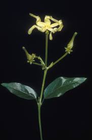 Image result for Cryptolepis