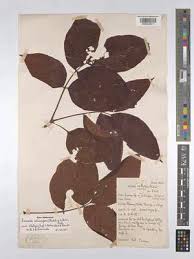 Image result for Lannea schimperi