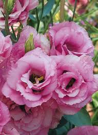 Image result for eustoma Balboa