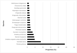 Image result for Tragus koelerioides