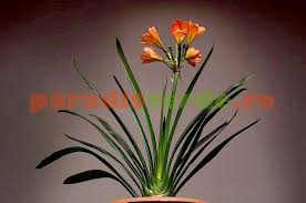 Ghiveciul trebuie adus din nou la lumină şi căldură şi începem să udăm. Clivia Crin Rosu Paradis Verde