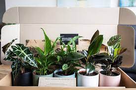The Best Plant Delivery Service In Australia