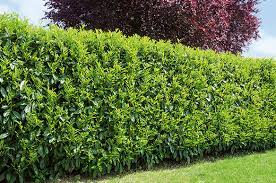 Black bead is hard to find florida native. Best Privacy Hedges Evergreens For Privacy Instanthedge Blog