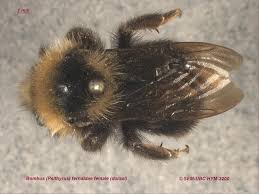 Image result for Bombus flavidus