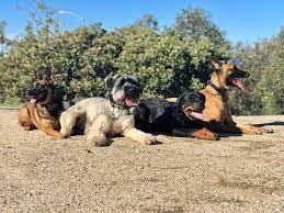 Puppy toilet training tips that will make house training your puppy fast and easy. Los Angeles Board And Train For Dogs