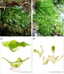 For example, marchantia hope this information will clear your doubts about the life cycle of liverworts. Liverworts Of The Haplomitriopsida Studied In The Present Download Scientific Diagram