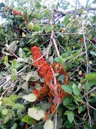 Image result for Phragmanthera cornetii