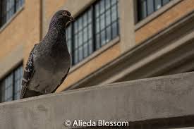 Are you ready to find out how to get rid of pigeons? How To Easily Get Rid Of Pigeons From The Roof Balcony Or Yard