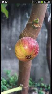 Tin is a chemical element with the symbol sn (from latin: Pelbagai Jenis Buah Tin Buah Tin Malaysia Facebook