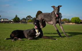 The first time you sign in, fill in greyhound pets of america in the choose your charity box. Usa Canada Greyhound Adoption Groups Blue The Grey