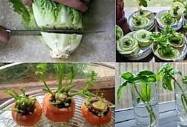 15 Fruits Legumes Que Vous Pouvez Faire Repousser Chez Vous A L Infini En 2020 Potager Facile Jardinage En Pots Jardinage Potager