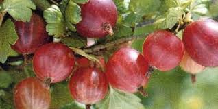 Epingle Sur Fruits Du Jardin