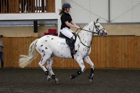 How To Sit The Canter Properly: 12 Steps (With Pictures) - Wikihow