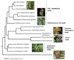 Image result for Vitaceae