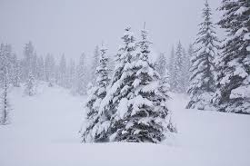 Скачайте стоковое фото tree snow trees snowy loneliness. Pine Trees With Snow Related Keywords Suggestions Pine Trees With Snow Long Tail Keywords Pine Tree Drawing Tree Drawing Nature Photographs