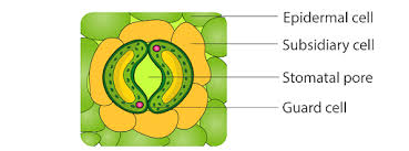 Turgor Pressure Change In Stomatal Guard Cells Arises From Interactions  Between Water Influx And Mechanical Responses Of Their Cell Walls |  Quantitative Plant Biology | Cambridge Core