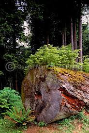 Nursing Tree Coniferous Seedlings Growing Out Of Moss Covered Decomposing Log In A Pacific West Coast Rainfor Natural Scenery Beautiful Nature Tree Seedlings
