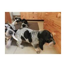 Image result for malý modrý gaskoňský honič