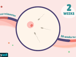 2 Weeks Pregnant Baby Development Symptoms And More